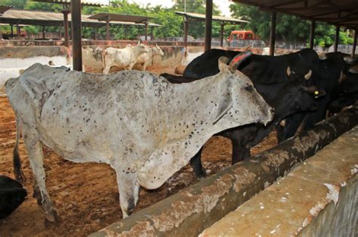 
Half of MP under clutch of lumpy virus, over 100 cows dead 