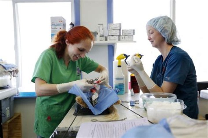 
Is Veterinarian Dr. Petra Mickova married Dr. Jeff rocky mountain Vet? Bio Wiki 